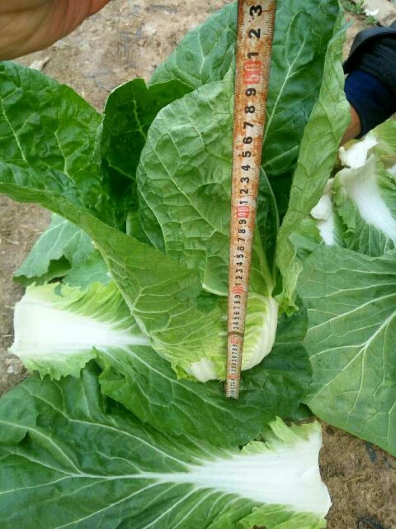 黄心白菜7斤以上净菜