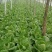 黄心白菜7斤以上净菜