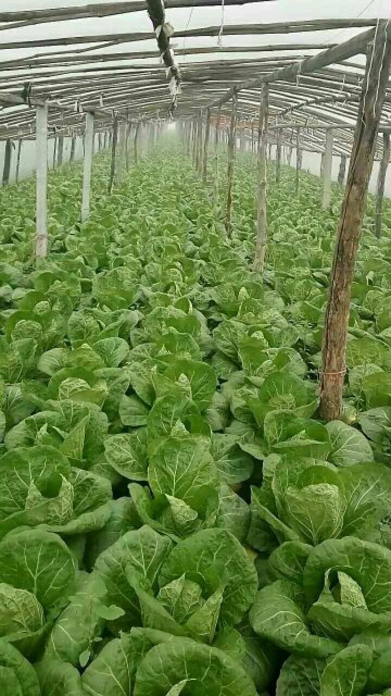 黄心白菜7斤以上净菜