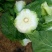 黄心白菜7斤以上净菜
