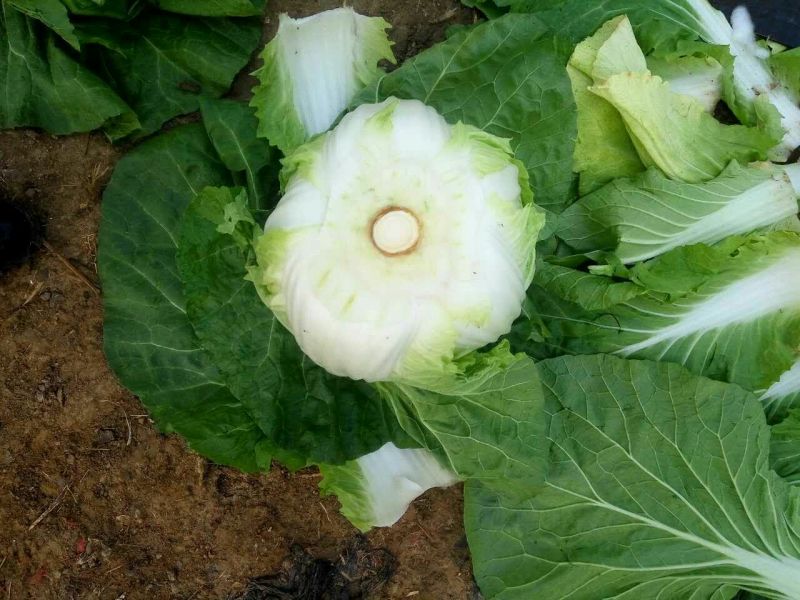 黄心白菜7斤以上净菜