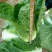 黄心白菜7斤以上净菜