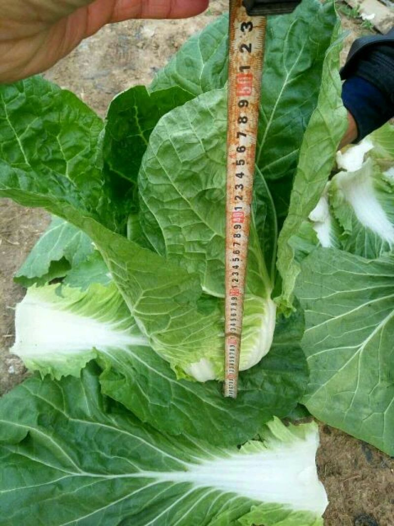 黄心白菜7斤以上净菜