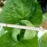 黄心白菜7斤以上净菜