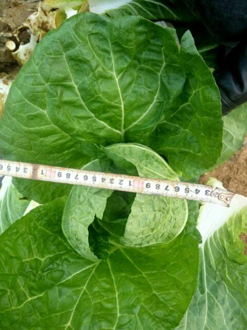 黄心白菜7斤以上净菜