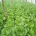 黄心白菜7斤以上净菜