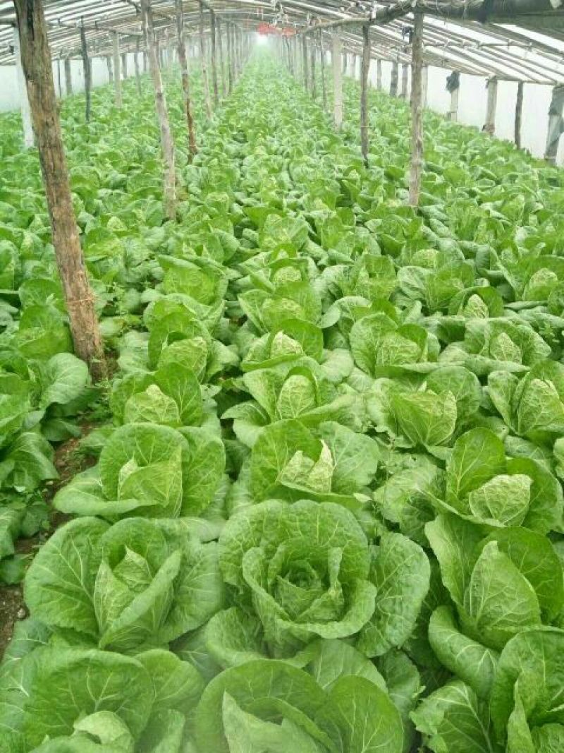 黄心白菜7斤以上净菜