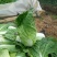 黄心白菜7斤以上净菜