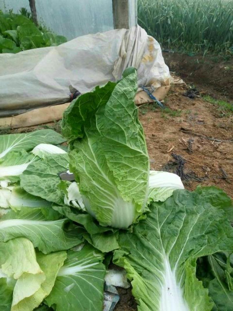 黄心白菜7斤以上净菜