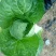 黄心白菜7斤以上净菜