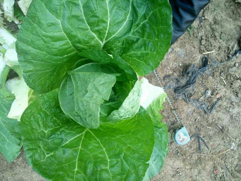 黄心白菜7斤以上净菜