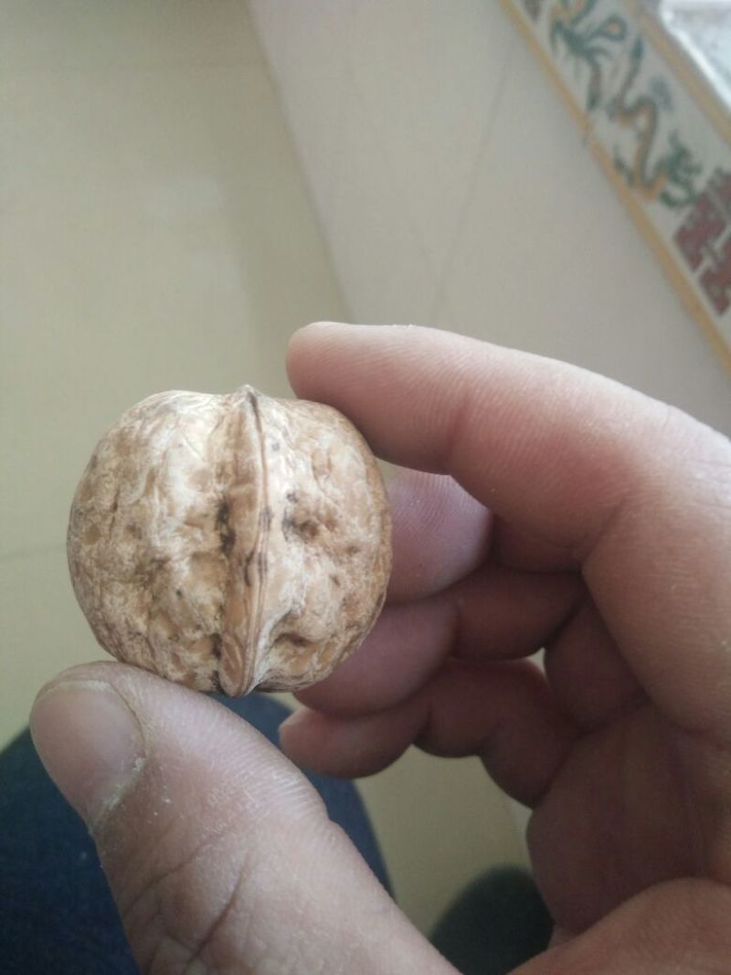 山核桃去皮干
