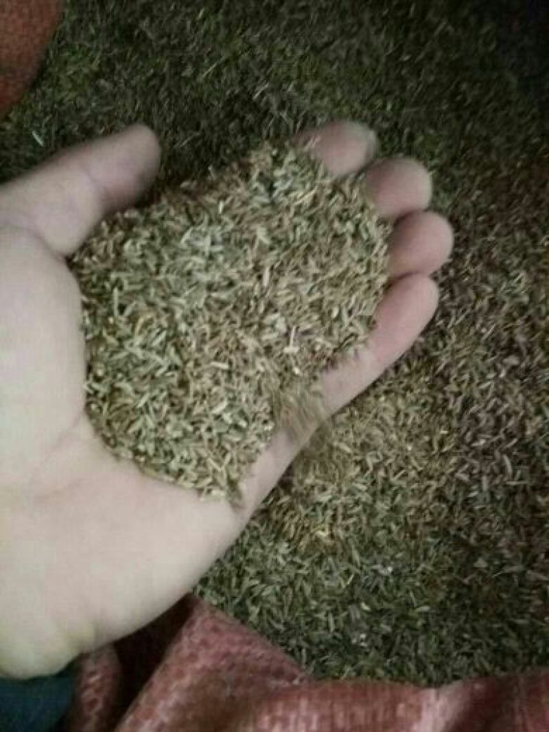 孜然