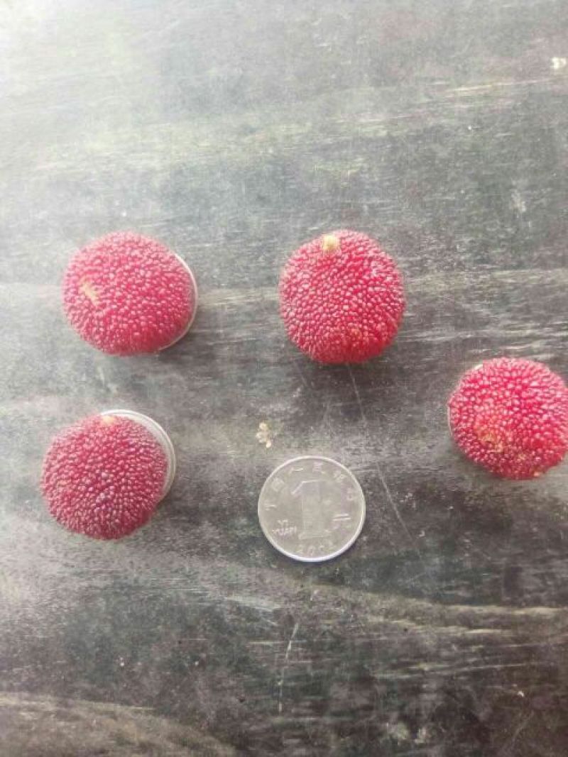 深红种杨梅2.5~3cm