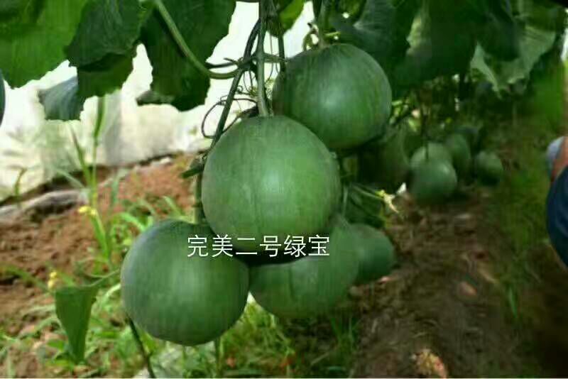 甜瓜0.5斤以上