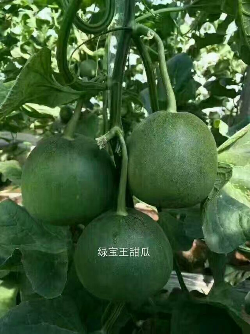 甜瓜0.5斤以上