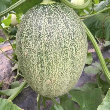 甜瓜0.5斤以上