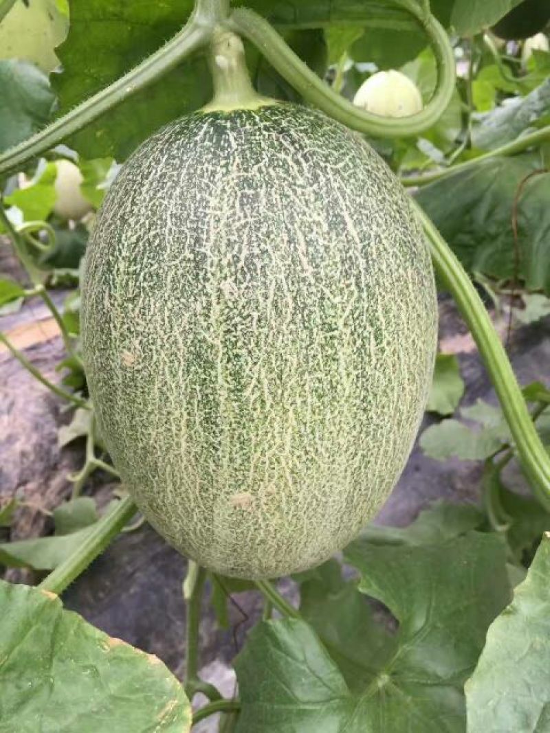 甜瓜0.5斤以上