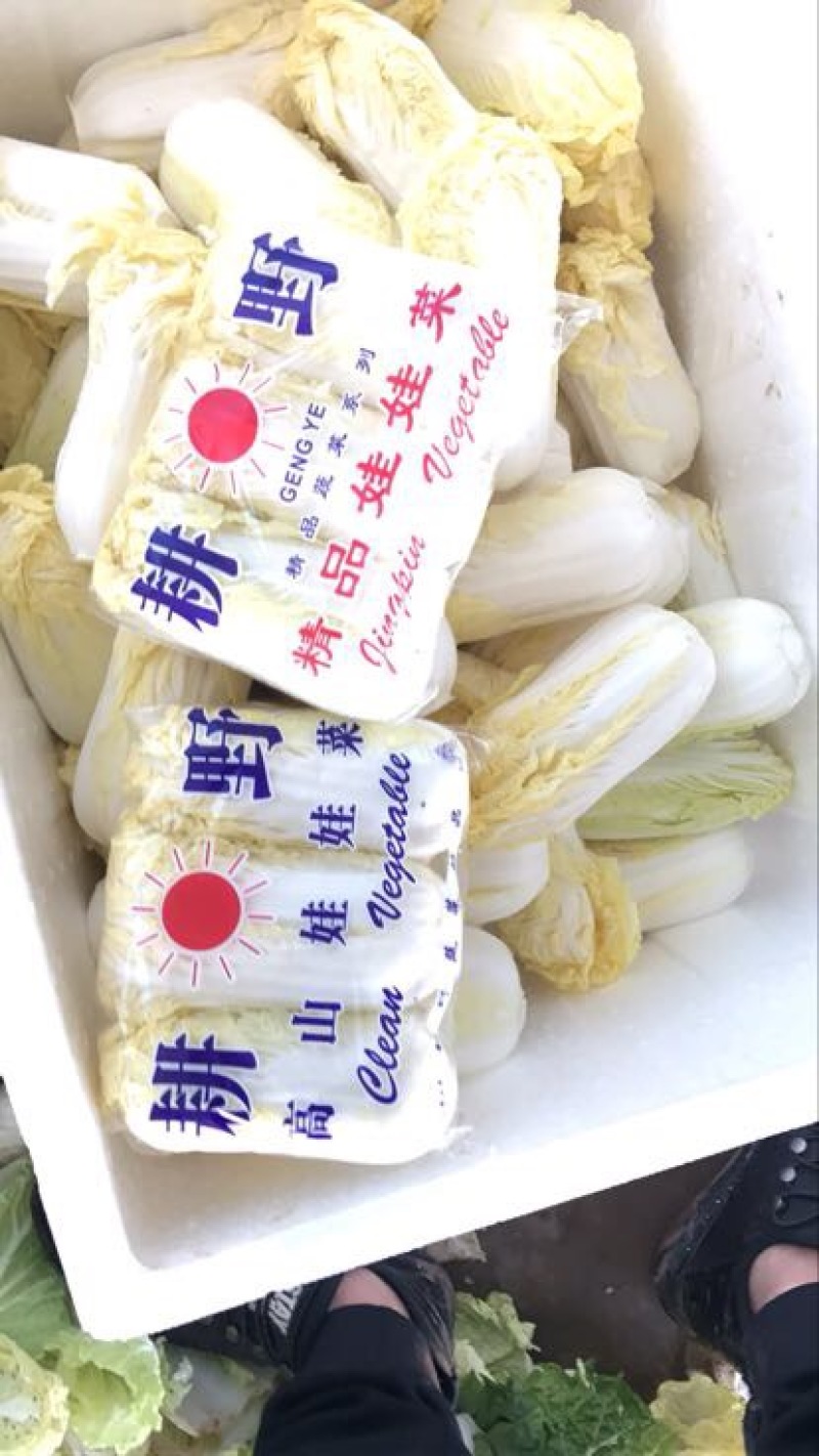 精品纯黄娃娃菜，高山娃娃菜质量非常好，耐运输