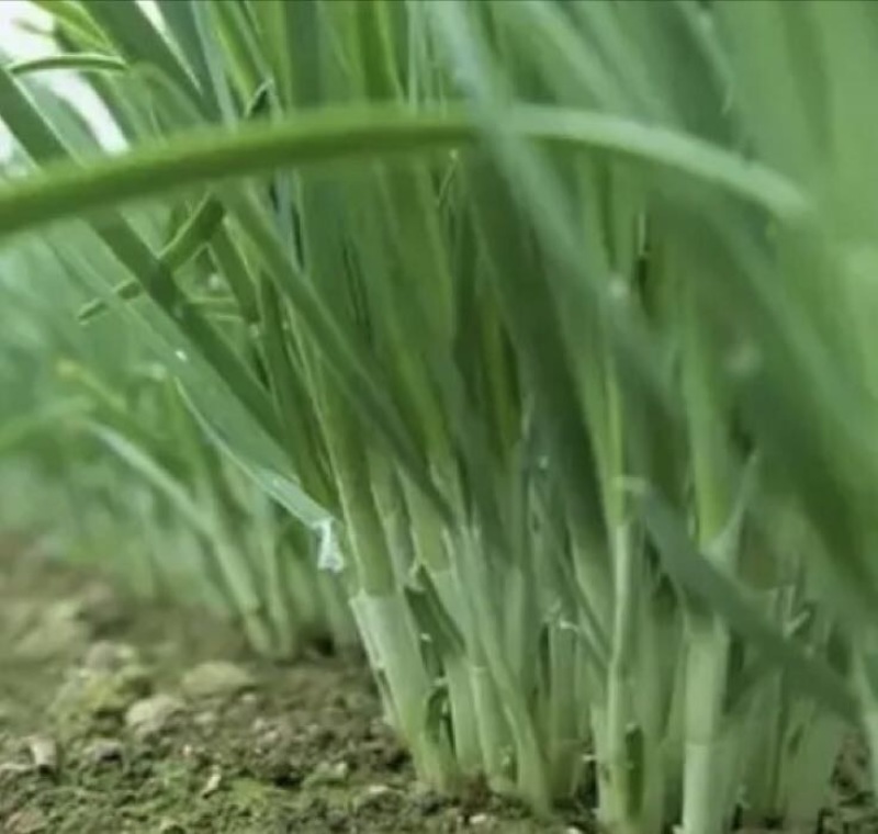 韭菜种子