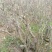 映山红5cm以下