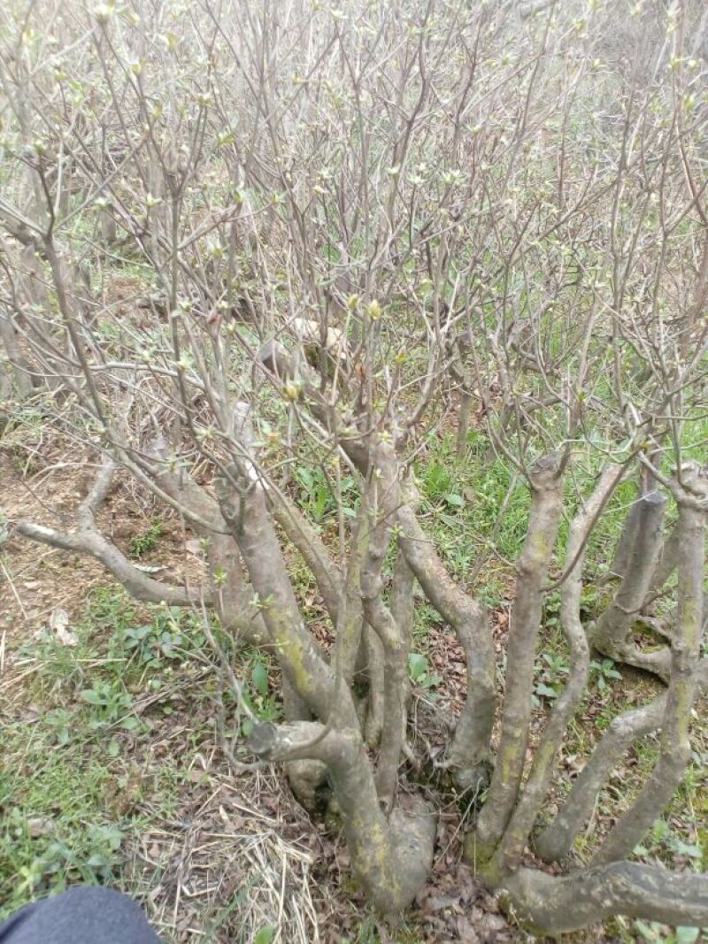映山红5cm以下