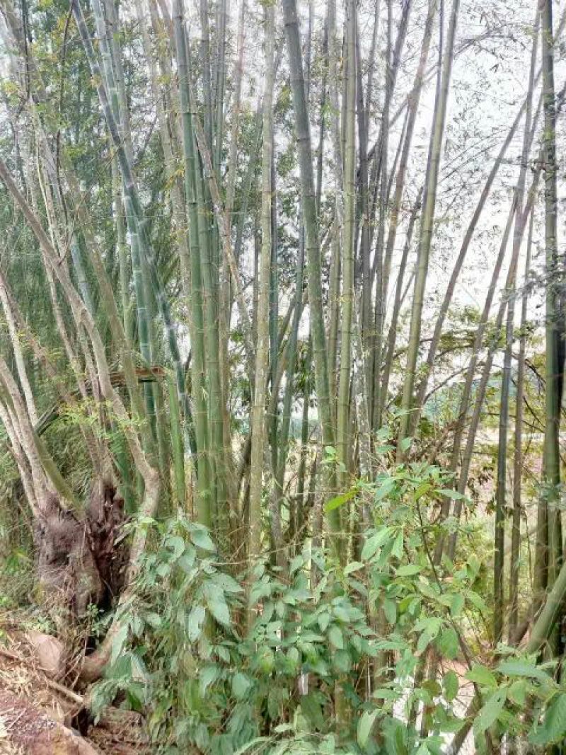 竹子16~17m