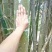 竹子16~17m