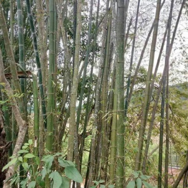 竹子16~17m