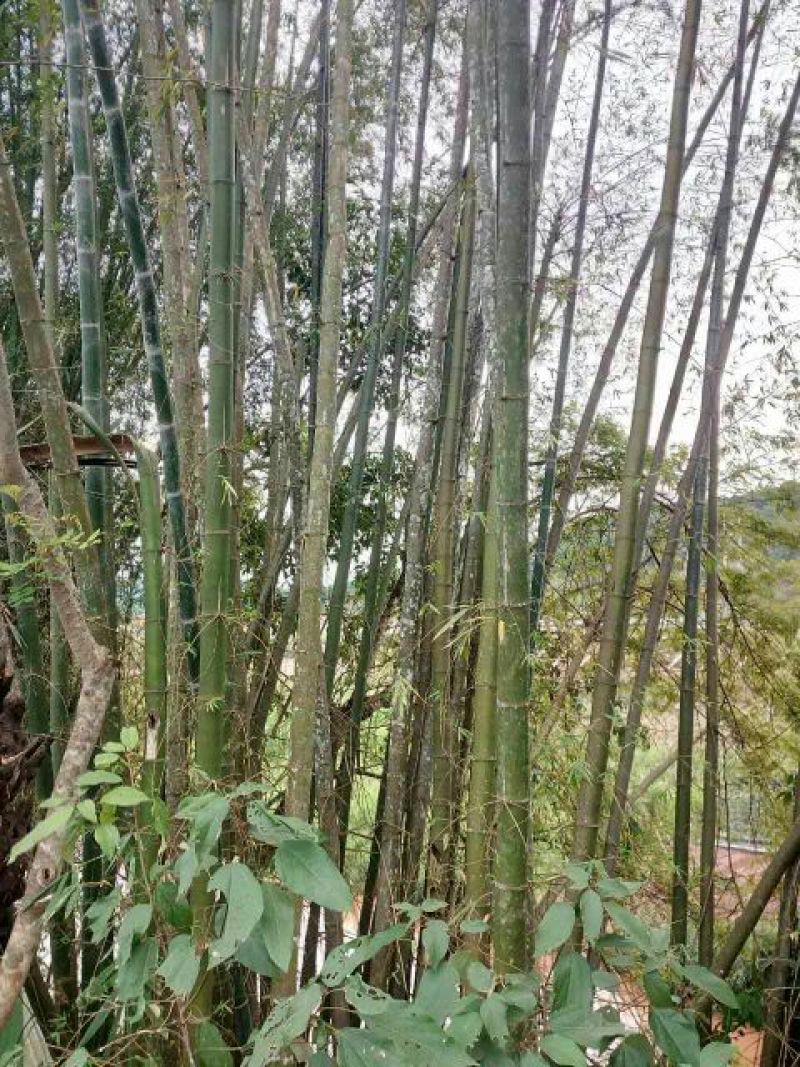 竹子16~17m