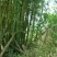 竹子16~17m