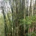 竹子16~17m