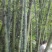 竹子16~17m