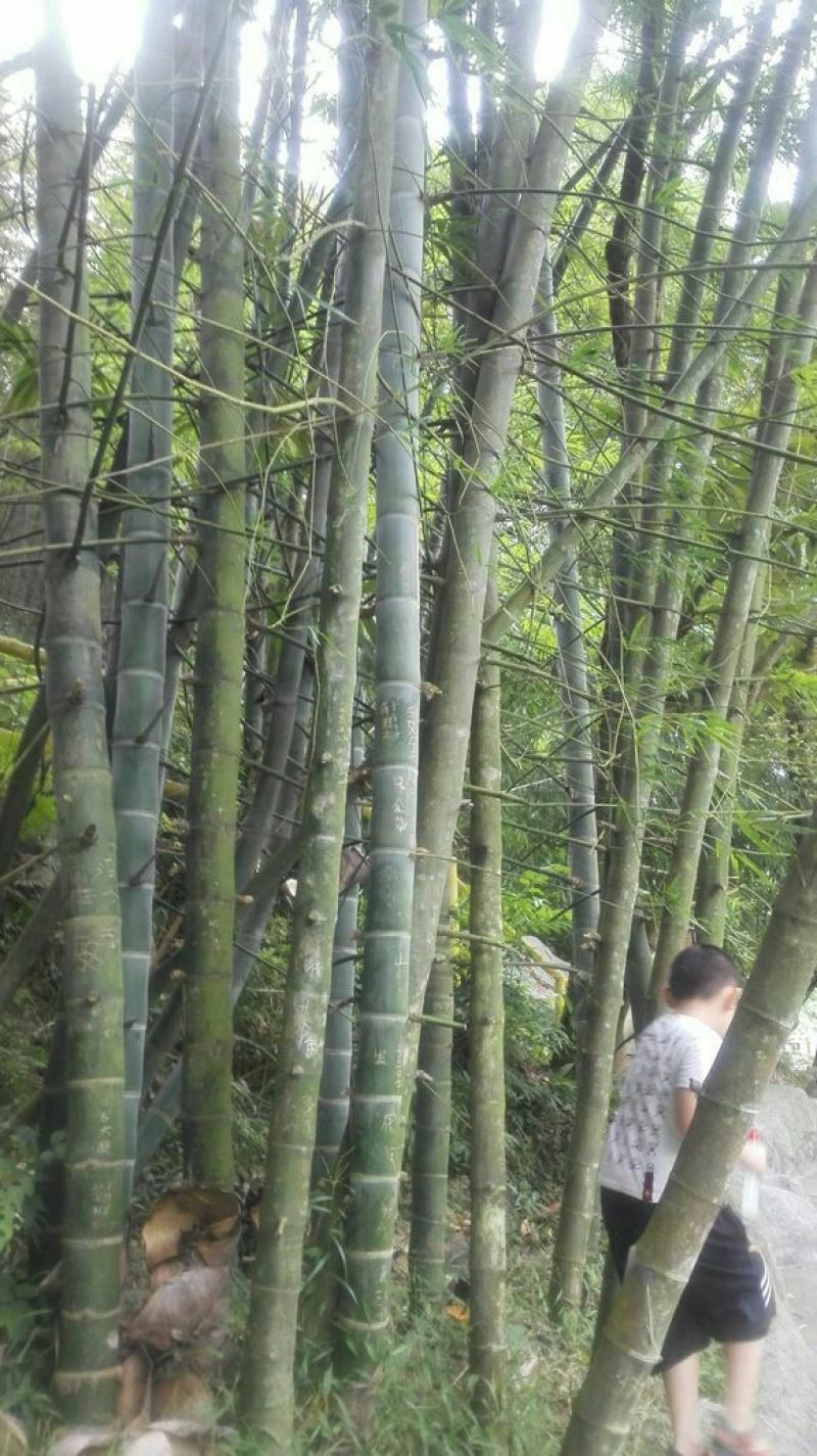 竹子16~17m