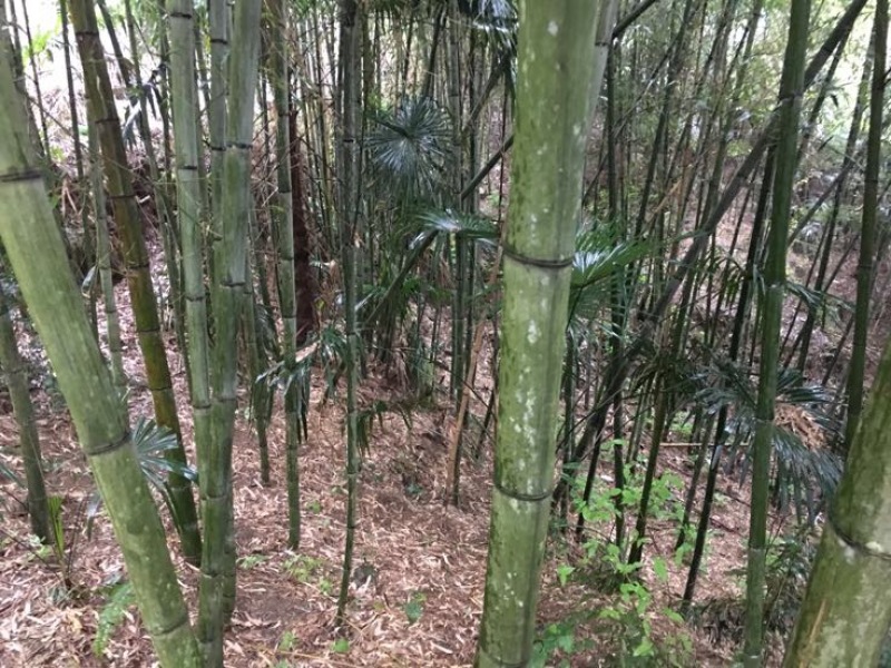 竹子