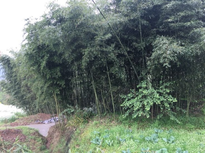 竹子