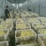 狮头鹅苗250g以上