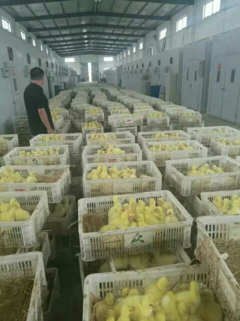 狮头鹅苗250g以上