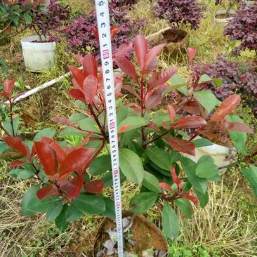 红叶石楠2cm以下20cm以上0.5~1米