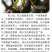百年大树茶一级