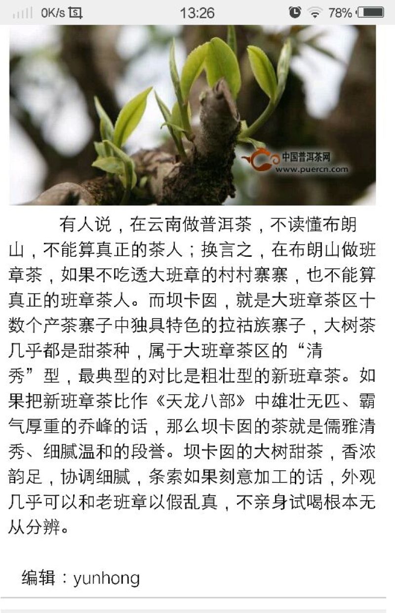 百年大树茶一级