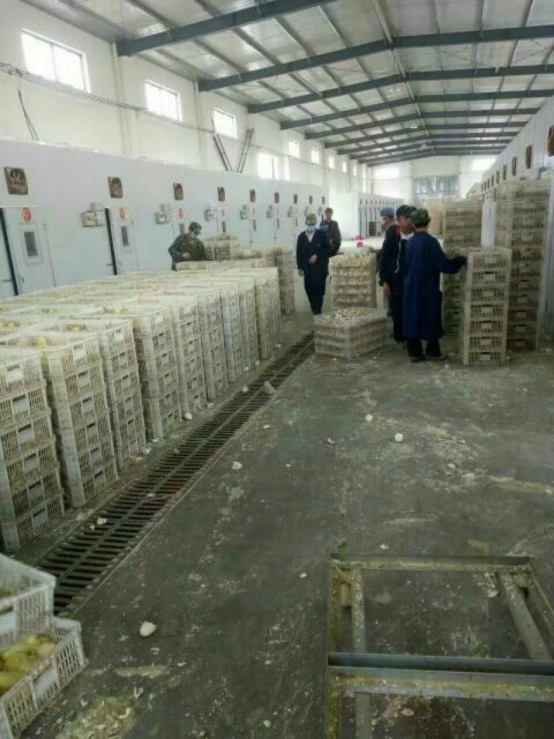 浙东白鹅苗250g
