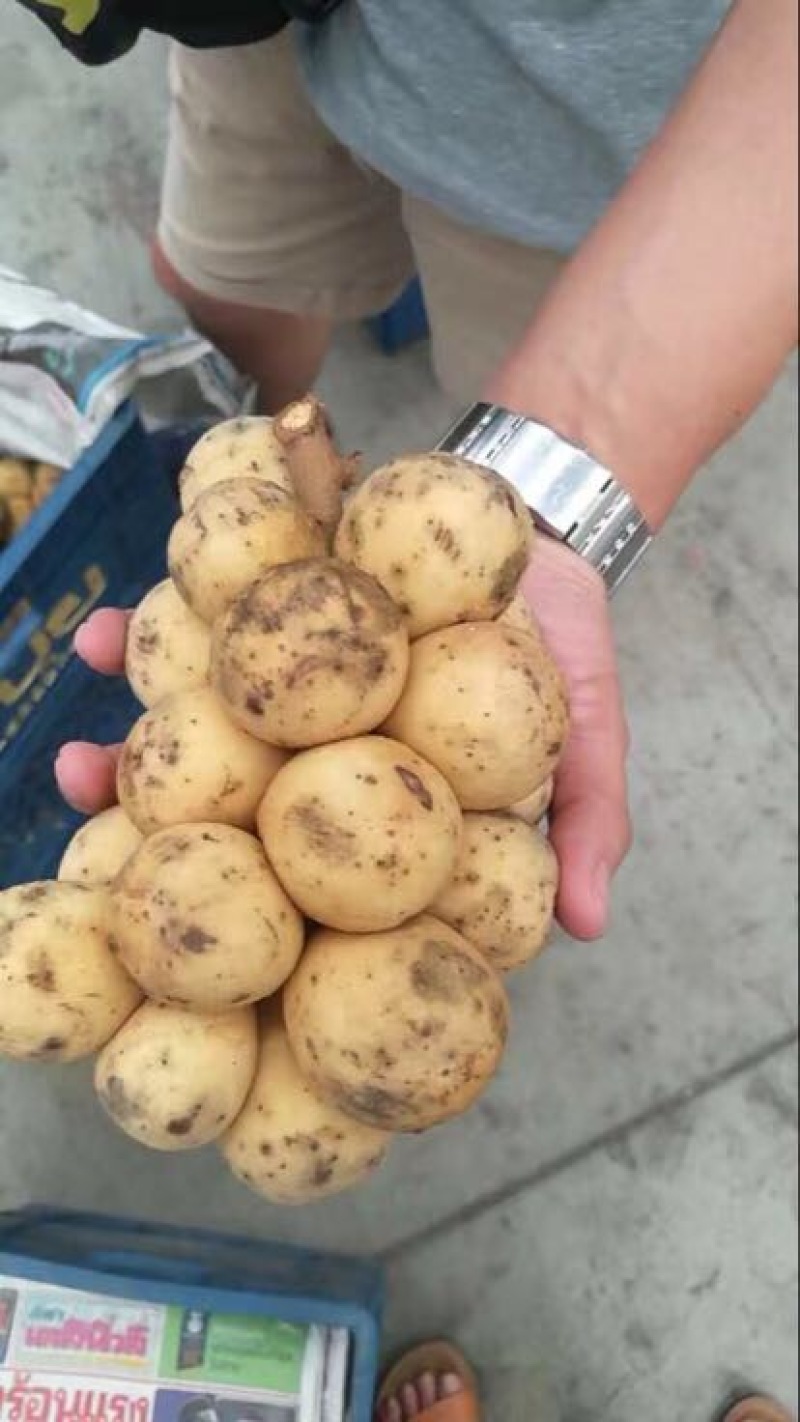 龙贡