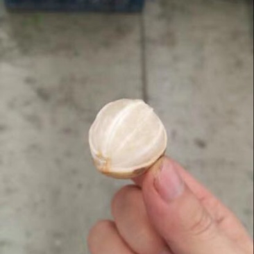龙贡