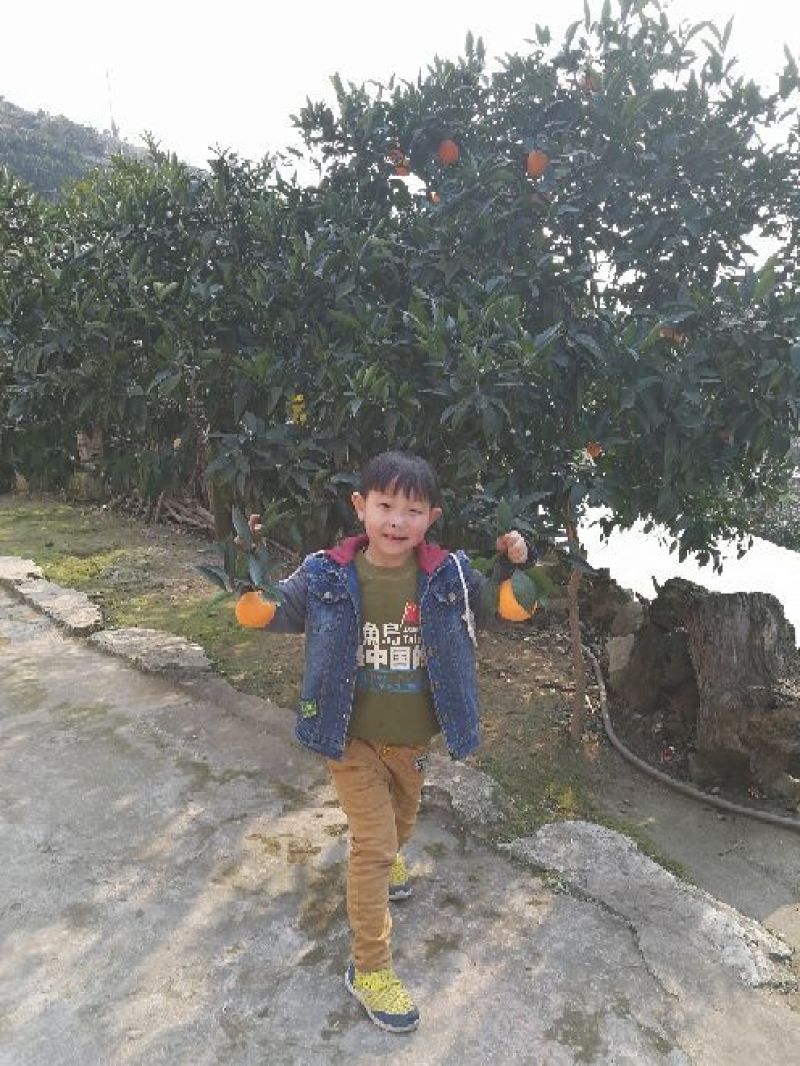 奉节脐橙，80~85mm奉节脐橙，果面细腻，果肉清香