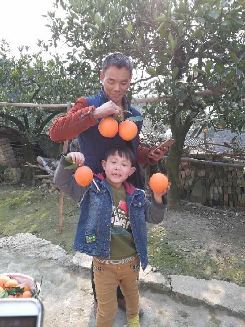 奉节脐橙，80~85mm奉节脐橙，果面细腻，果肉清香