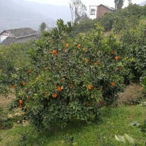 奉节脐橙，80~85mm奉节脐橙，果面细腻，果肉清香