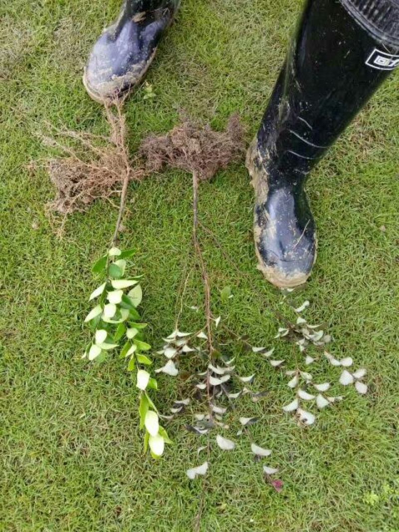 湖南金森女贞苗10cm以下湖北金森女贞