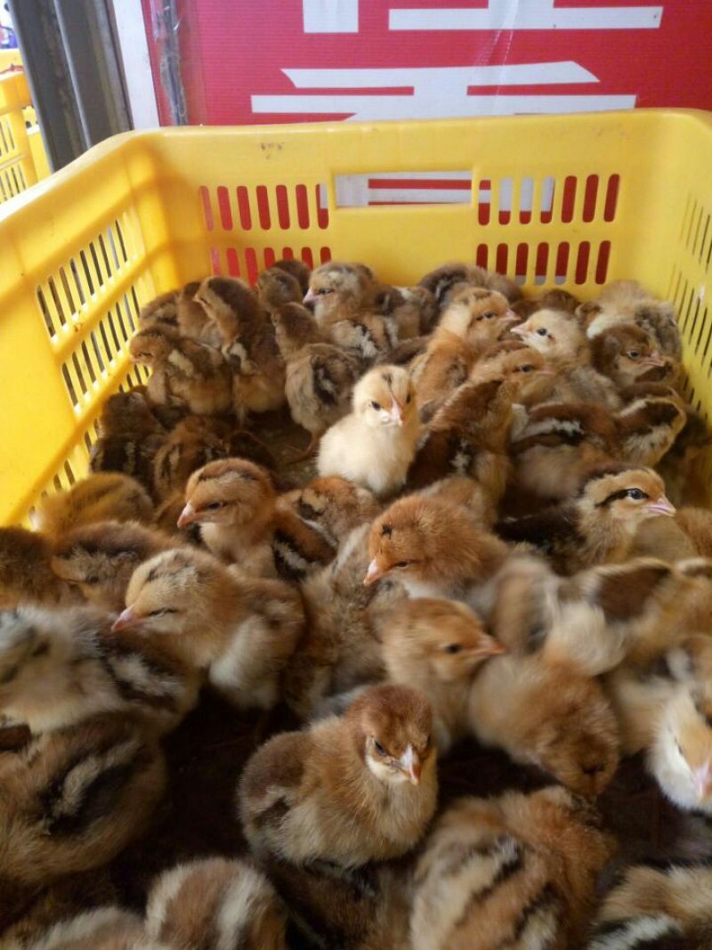 土鸡苗250克以下出壳苗
