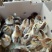 土鸡苗250克以下出壳苗